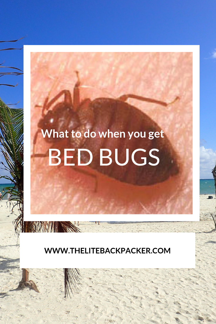 Bed Bugs and what to do